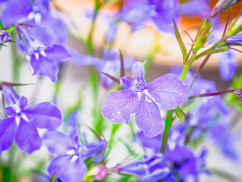 Close-up of purple flowers