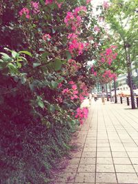 Fresh pink flowers in park