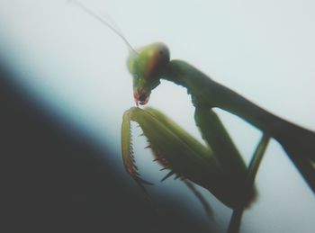 Close-up of lizard on leaf over white background