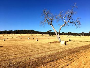 Scenic view of agricultural field against clear blue sky