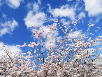 Low angle view of cherry blossoms against sky