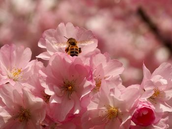 Close-up of bee pollinating on pink flower