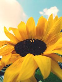 Close-up of sunflower against sky