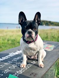 Portrait of dog at park