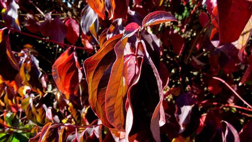 Close-up of red leaves on plant