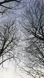 Low angle view of bare tree against sky