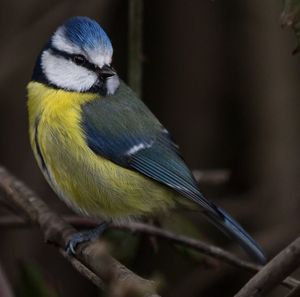 Close-up of bird perching on branch