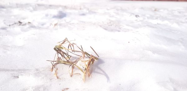 Close-up of insect on land