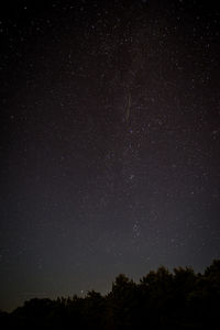 Low angle view of trees against star field at night