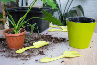 Close-up of potted plant on table