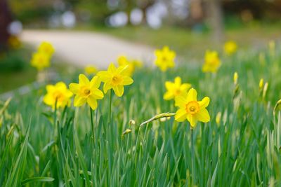 Close-up of yellow daffodil flowers in field