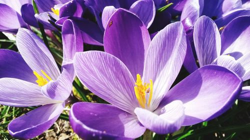 Close-up of purple flower