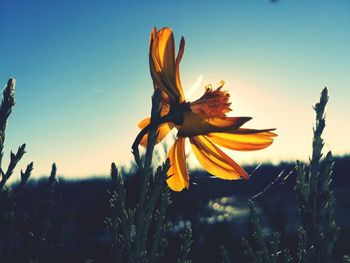 Close-up of yellow flowering plant on field against sky