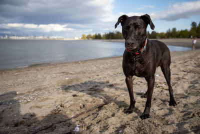 Portrait of dog standing on beach