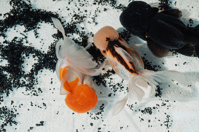 Oranda goldfish swimming in an improvised fish tank