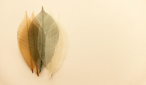Directly above shot of dried leaves on beige background