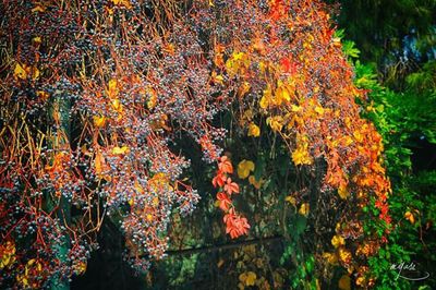 Autumn leaves on tree trunk