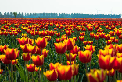 View of flowering plants on field against orange sky