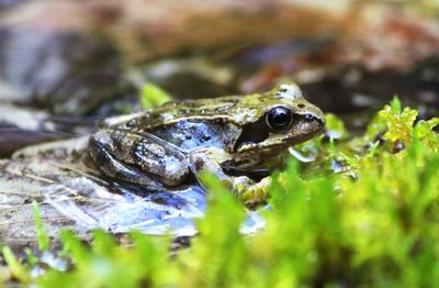 Close-up of frog