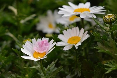 Close-up of white flowers blooming outdoors