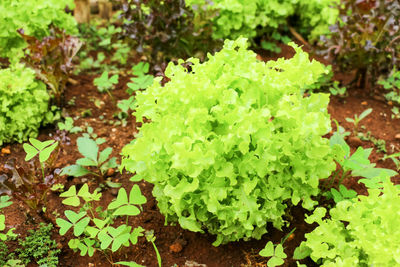 High angle view of plant growing on field