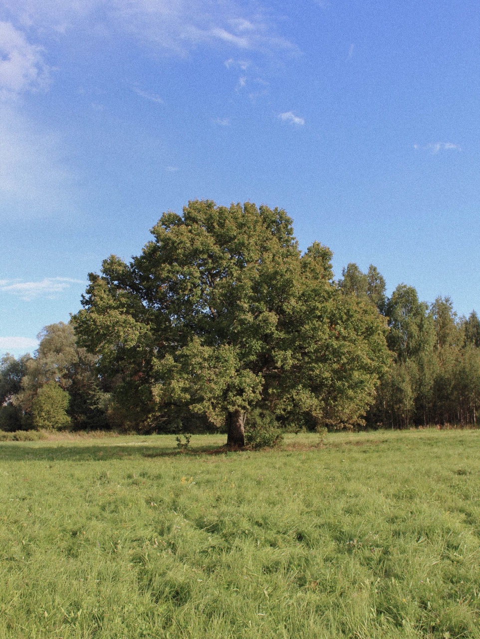 TREES ON FIELD