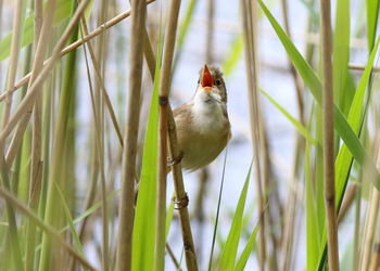 Close-up of bird perching on grass