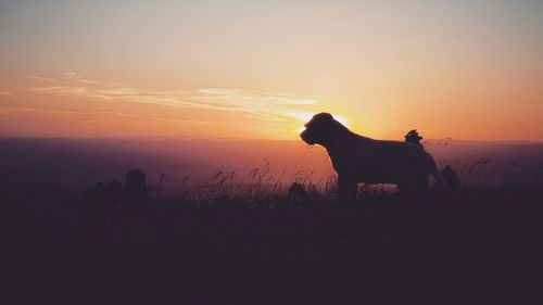 Silhouette dog on field against sky during sunset