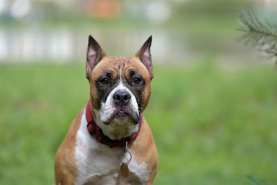 Portrait of a dog on field