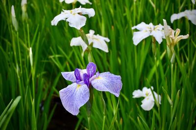 Close-up of white flowering plant on field