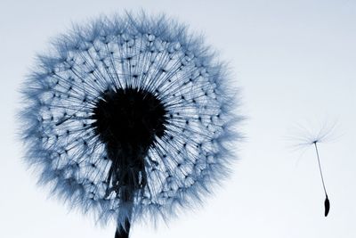 Low angle view of dandelion against sky