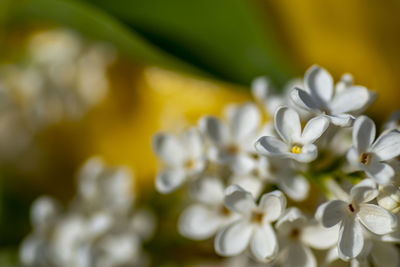 Close-up of white flowering plant