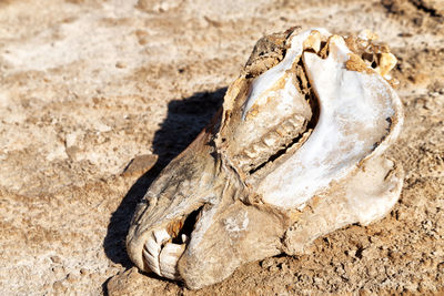 Close-up of animal skull