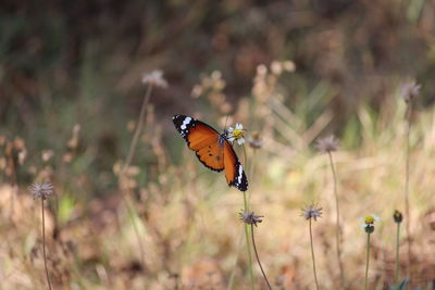 Close-up of butterfly on wildflower