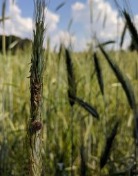 Close-up of crops on field