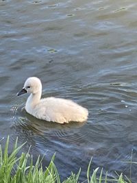 Swan swimming in lake
