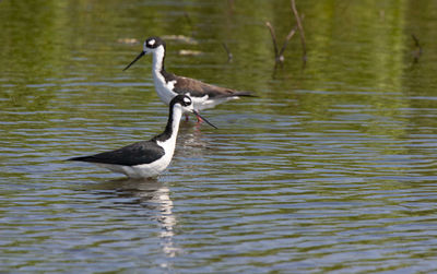 Duck swimming in lake