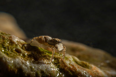 Close-up of spider on rock