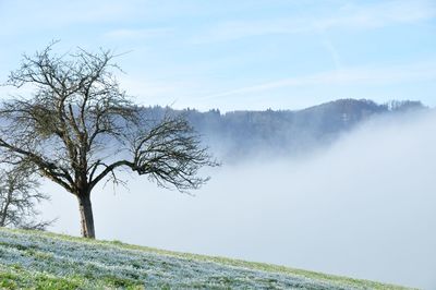 Bare trees on landscape