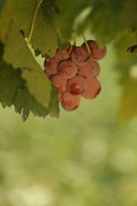 Close-up of berries growing on tree