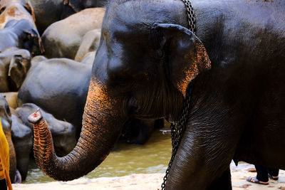 Elephant with chain around neck in pinnawala elephant orphanage sri lanka