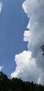 Low angle view of trees against sky