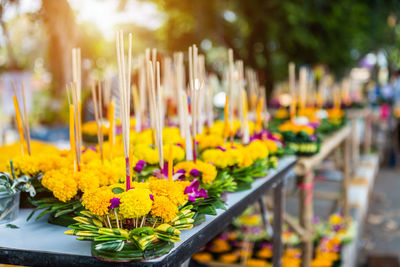 Close-up of flowering plants against blurred background