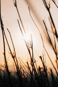 Low angle view of silhouette plants against sky