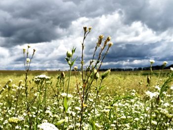 Plants growing on field against sky