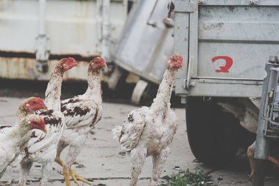 Australian game chooks