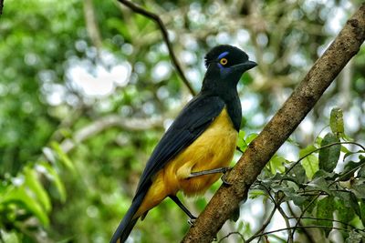 Close-up of bird perching on tree