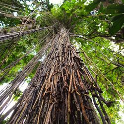 Low angle view of tree