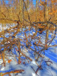 Close-up of bare trees during winter