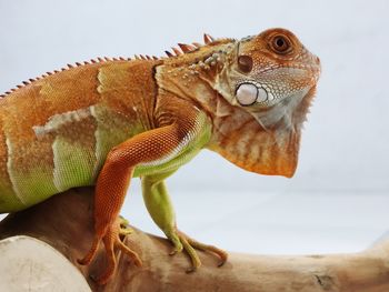 Close-up of a lizard